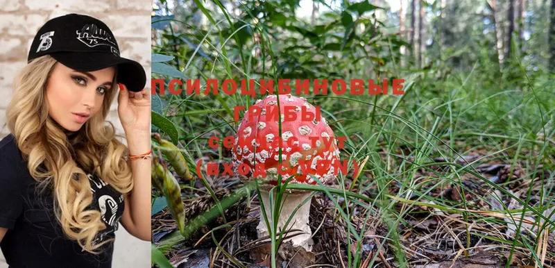 Псилоцибиновые грибы Psilocybine cubensis  что такое наркотик  Лесосибирск 